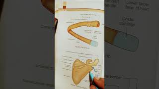 scapula bone side determination anatomy shorts physiotherapydoctor [upl. by Lanford]