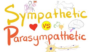 Sympathetic vs Parasympathetic  Autonomic Nervous System ANS  Physiology [upl. by O'Shee]