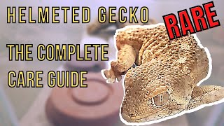 Helmeted Gecko  A Complete Care Guide to Tarentola chazaliae [upl. by Georgie]