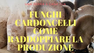 Funghi cardoncelli  COME RADDOPPIARE LA PRODUZIONE [upl. by Zashin996]