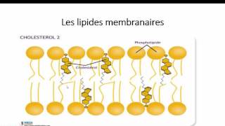 lipides membranaires [upl. by Schilt]