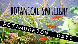 Botanical Spotlight Potamogeton Gayi An Elegant amp Affordable High or LowTech Aquarium Plant [upl. by Latyrc]