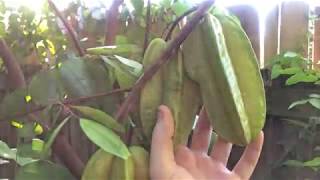 Starfruit Sri Kembangan loaded with Fruit  Averrhoa Carambola [upl. by Tillford]