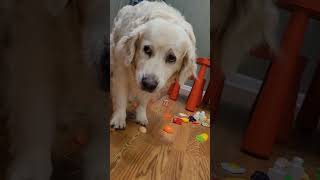 Kennel cough ケンネルコフ 動画の説明はチャンネルをチェックしてね dog sick 犬 いぬのいる生活 dogs goldenretriever [upl. by Cartan]