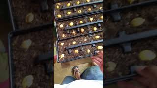 Sago palm seed planting and germination [upl. by Hyo134]