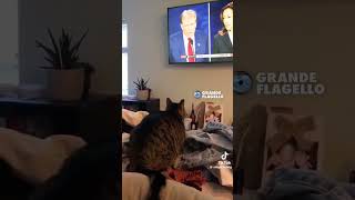 Cat jumps at the TV after Donald Trump’s wild comment during the debate catattacks donaldtrump [upl. by Asserrac792]