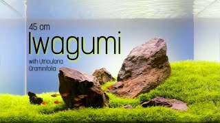 45P Iwagumi style Aquascape with Utricularia Graminifolia  CINEMATIC VIDEO [upl. by Sigfrid]