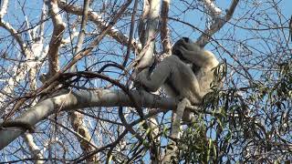 Beautiful Lemur Verreaux Sifaka [upl. by Wales]