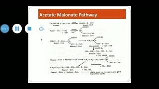 Acetate Malonate pathway [upl. by Newberry354]