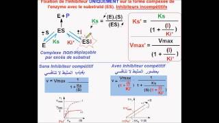 Enzymes Inhibiteurs incompétitifs version Fr [upl. by Connolly]