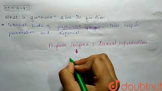 What is gemmule Give its function  CLASS 11  ANIMAL KINGDOM  BIOLOGY  Doubtnut [upl. by Annuahs]