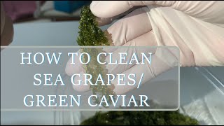 How to clean and prepare lato umibudosea grapesgreen caviar [upl. by Ainotal385]