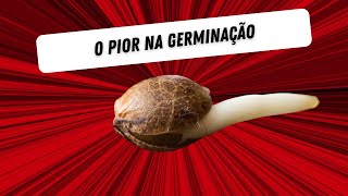 O principal erro na germinação de semente de prensado [upl. by Noirad139]