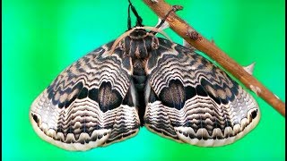 Full cycle of Brahmaea tancrei moth [upl. by Ydnem548]