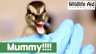 Lost Duckling Finds Its Mum [upl. by Waylon]