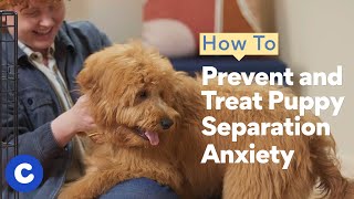 How to Prevent and Treat Puppy Separation Anxiety  Chewtorials [upl. by Sarchet181]