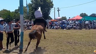 Jineteadas de Caballos Crina Limpia 🤠 Gineteadas Rodeo Campero Jineteadas Horses PBR Jaripeo [upl. by Thursby939]