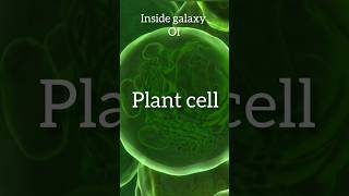 Leaf  journey inside leaf🌿👌shortvideo plants biology cells anatomy [upl. by Atirb]