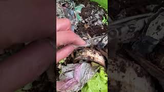 Video 45 Life in the Worm Bin After Pot Worm Infestation amp the Rehaul happyworms [upl. by Kailey]