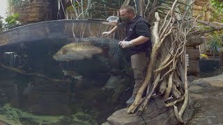 360 Video Barramundi Feeding in Australia Wild Extremes [upl. by Attenoj]