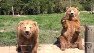 Waving Bear at Olympic Game Farm [upl. by Mackintosh81]