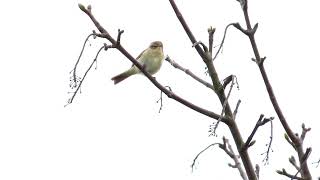 Chiffchaff [upl. by Scrogan]