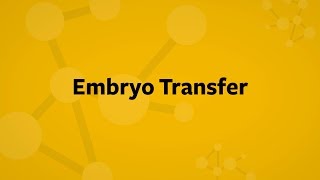 In Vitro Fertilization Embryo Transfer [upl. by Eidak389]