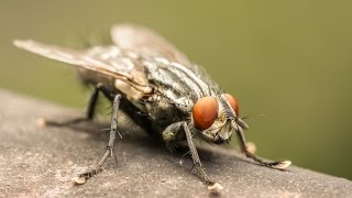 How To Get Rid of a Fly [upl. by Hedvig]