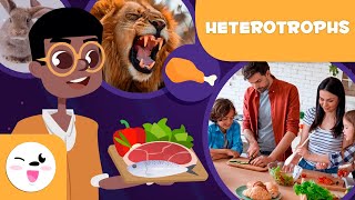 CARNIVORES HERBIVORES and OMNIVORES  Eating Habits of Heterotrophic Organisms [upl. by Llereg180]