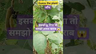 Guess The PlantAnswerCan You Guess This❓KaunchकौंचMedicinalplantshortsshortsvideoshort [upl. by Einnad]