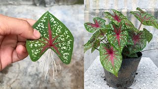 Tips for propagating Caladium Bicolor plants with leaves in water [upl. by Gnouc]