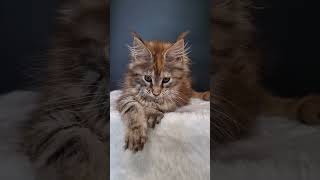 Maine Coon Kitty in a Tortoiseshell Marble Fur Coat Margo [upl. by Andi]