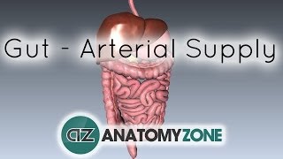 Blood Supply to the Gut Introduction  Part 1 Arterial Supply [upl. by Eillit564]