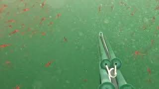 SPEARFISHING LIMA  KRILL ATTACK [upl. by Oironoh]