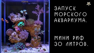 Морской аквариум Мини риф 30 литров Запуск [upl. by Naffets]