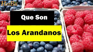 Que son los Arandanos Para que sirven los Arandanos │Naturismo Herbol [upl. by Lyckman323]