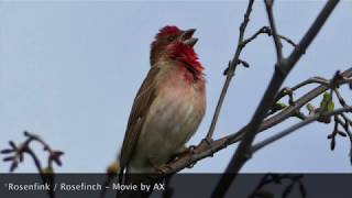 Rosenfink  Rosefinch [upl. by Lebana437]