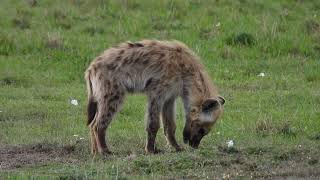 Spotted hyena regurgitating food  Masai Mara [upl. by Moffit]