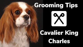 GROOMING tips for a CAVALIER KING CHARLES spaniel How to control shedding and get a flat coat [upl. by Lemahs]