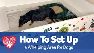 How to Set Up a Whelping Area for Dogs [upl. by Esilrac]