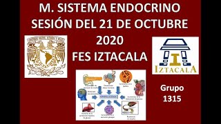 M Sistema Endocrino Sesión del Miércoles 21 de Octubre del 2020 [upl. by Nauqe]