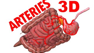 Celiac ArteryTrunk  Blood Supply To Abdomen 1 [upl. by Yrred]