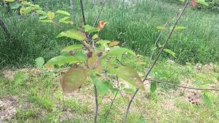 Amelanchier canadensis  cultivo y propagación [upl. by Strep]