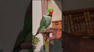 Alexandrine parakeet Parrot  Ringneck Talking Parrot [upl. by Reena672]