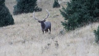 Maral  hunting in Kazakhstan [upl. by Egwin]