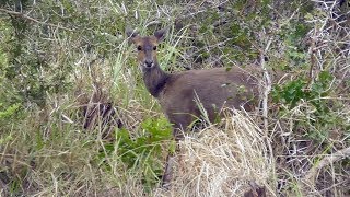 Bushbuck Tragelaphus scriptus [upl. by Taro]