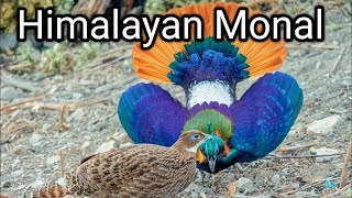 himalayan monal  himalayan monal sound [upl. by Daven677]