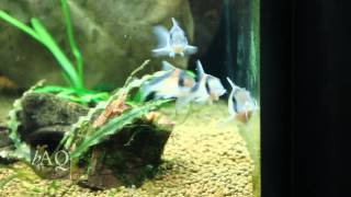 Corydoras breeding behavior [upl. by Aimas]