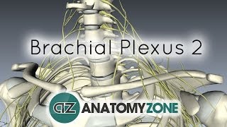 Brachial Plexus  Structure and Location  3D Anatomy Tutorial [upl. by Arad]