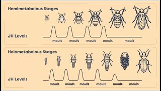 Metamorphosis in insects insects metamorphosis  insects reproductive capabilities  Module 0105 [upl. by Ahsikit]